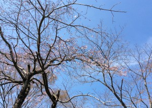 IMG_0501