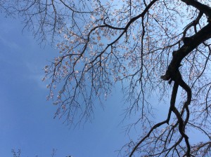 IMG_0508